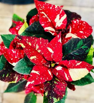 red and white poinsettia