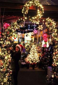 christmas trees lit up