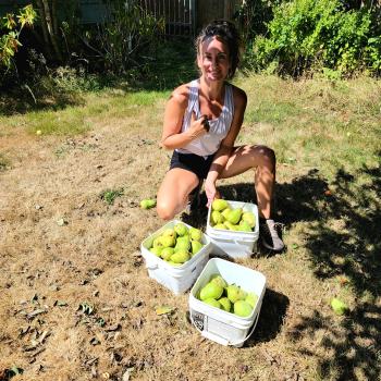 Gleaned Pears