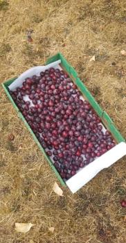Gleaned Grapes