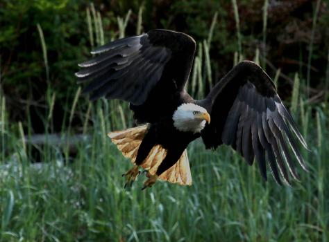 Photo of an eagle flying.