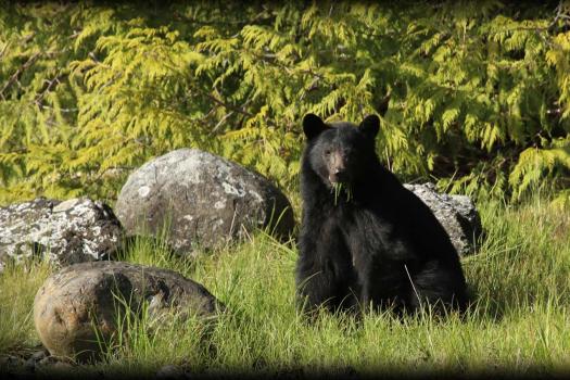 Photo of a bear eating.