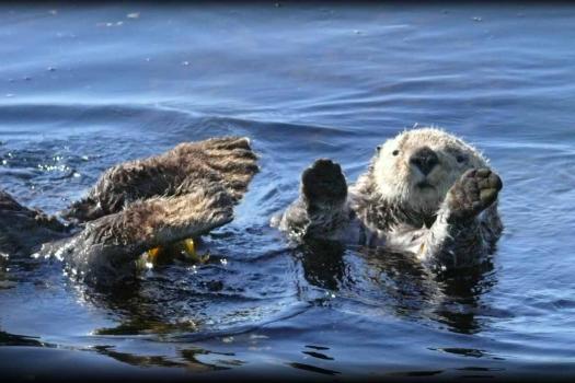 Photo of an otter swimming on its back.