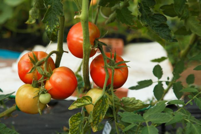 Tomato's Collins Farm